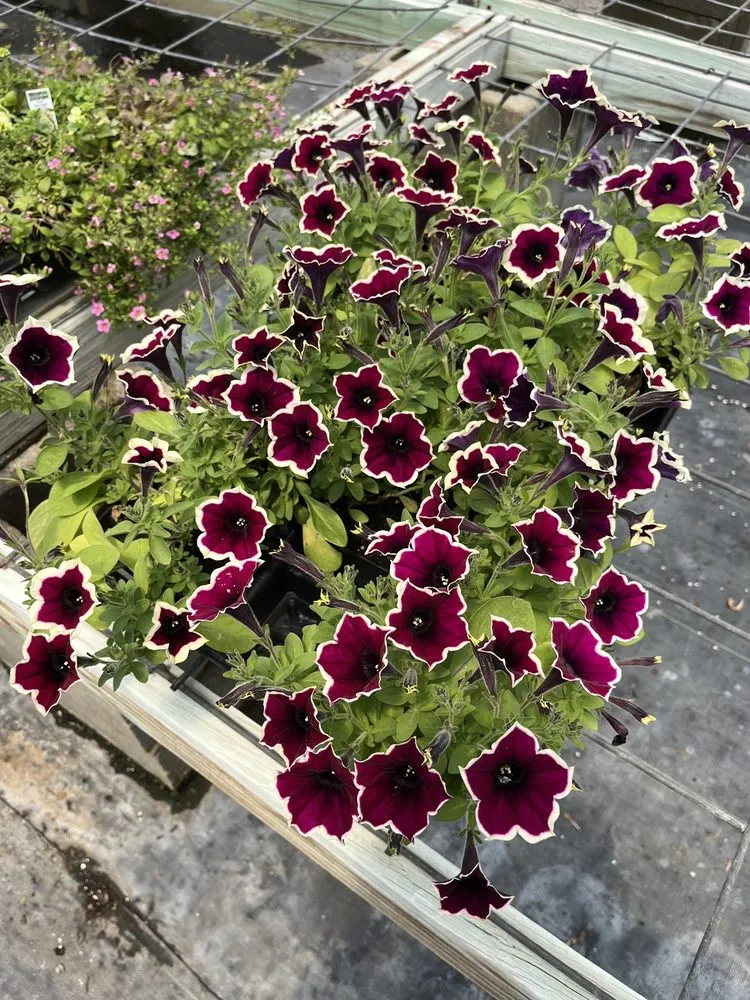 Custom outdoor landscaping in Burlington, KY by Rightway Garden Center