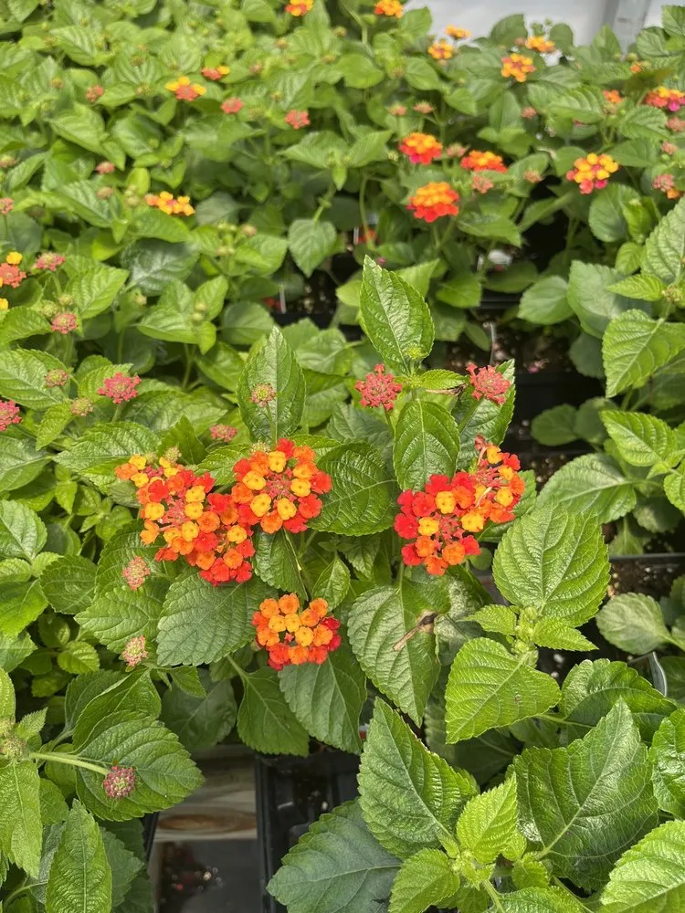 Affordable lawn care service in Burlington, KY by Rightway Garden Center