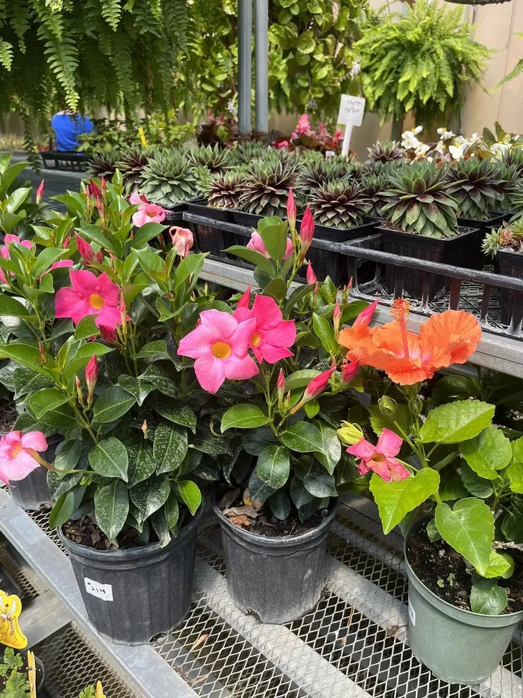 Reliable yard maintenance experts serving Burlington, KY - Rightway Garden Center