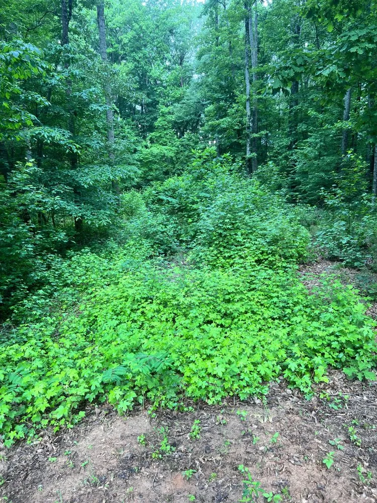 Expert landscape design for residential properties across Winston-Salem, NC - Rigid Property Maintenance