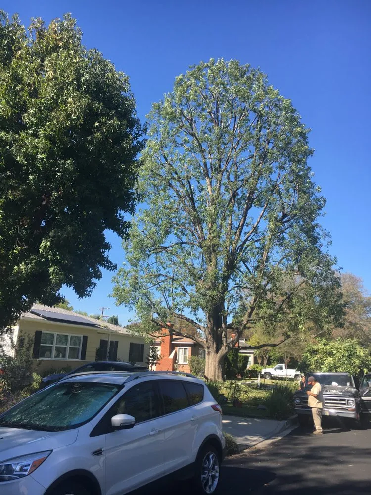 Reliable landscape design in Inglewood, CA - Rigoberto Rodriguez Landscaping