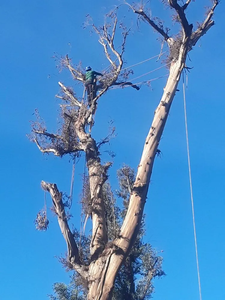 Trusted yard maintenance experts serving Inglewood, CA - Rigoberto Rodriguez Landscaping