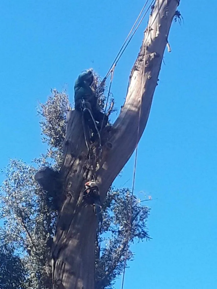 Expert garden landscaping near you in Inglewood, CA by Rigoberto Rodriguez Landscaping