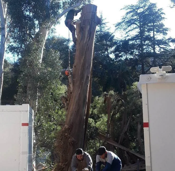 Trusted yard cleanup service for outdoor upgrades in Inglewood, CA by Rigoberto Rodriguez Landscaping