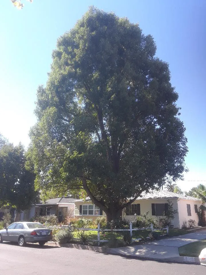 Custom lawn mowing service in Inglewood, CA - Rigoberto Rodriguez Landscaping