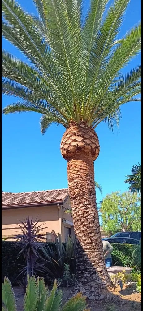 Top-rated garden landscaping near you across El Monte, CA - Rigoberto's Landscape Services