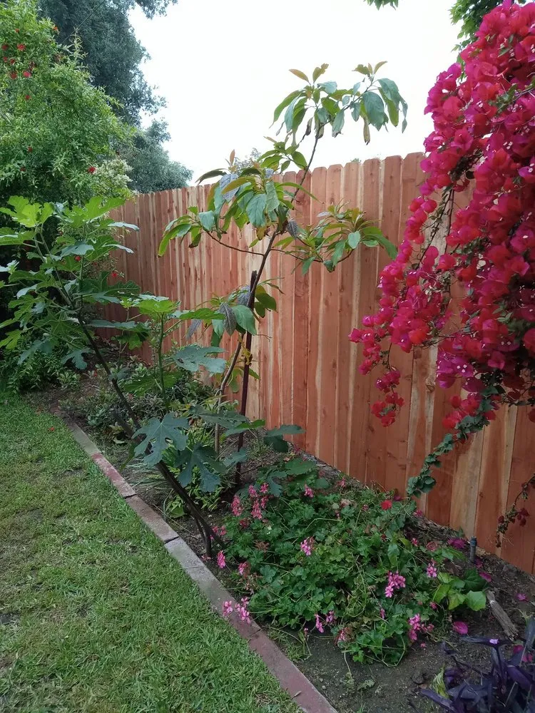 Expert yard cleanup service in El Monte, CA by Rigoberto's Landscape Services