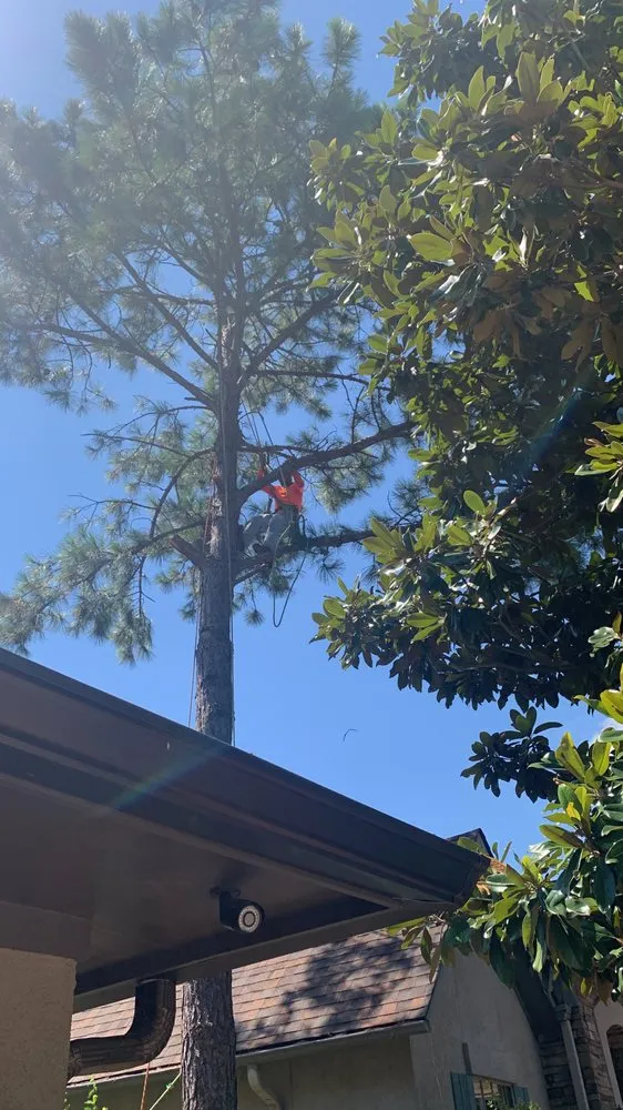 Professional lawn mowing service with custom design across San Antonio, TX - Rigo's Tree Service