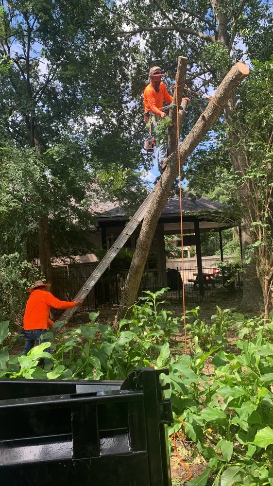 Trusted yard cleanup service for residential properties across San Antonio, TX - Rigo's Tree Service