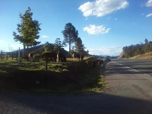 Riley's Lawn & Yard Service