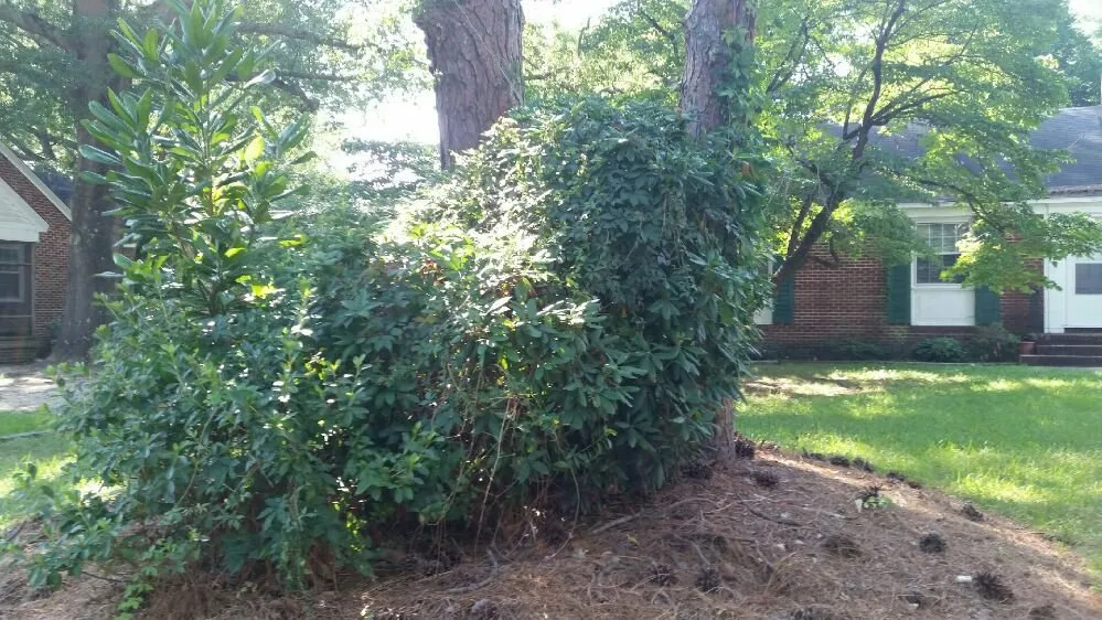 Professional landscape installation for year-round maintenance in Nashville, NC by Riley's Lawn Care