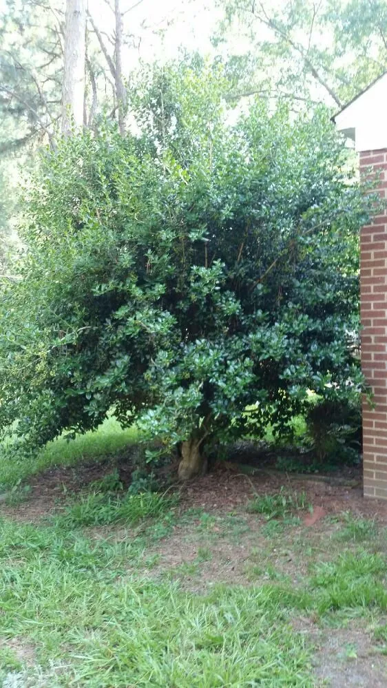 Top-rated landscape design experts serving Nashville, NC - Riley's Lawn Care