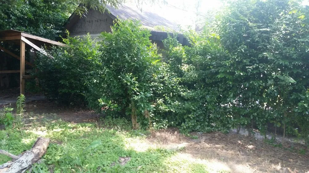 Trusted lawn care service for year-round maintenance across Nashville, NC - Riley's Lawn Care