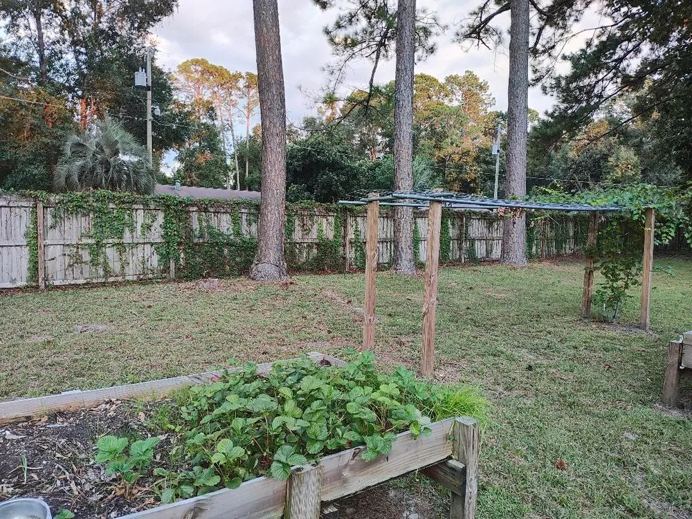 Affordable yard cleanup service for beautiful yards in Tallahassee, FL by Rileys Outdoor Services