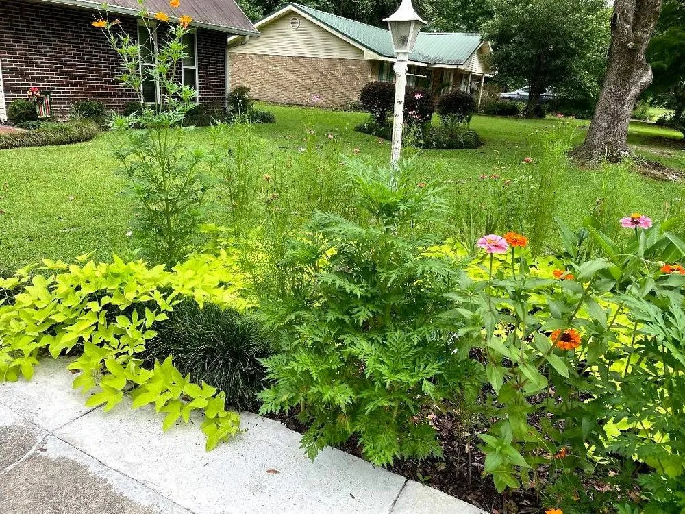 Professional yard cleanup service for residential properties across Covington, LA - Riley's Property Maintenance