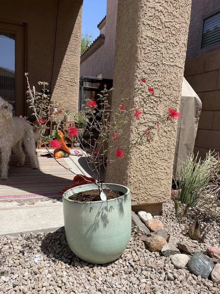 Reliable garden landscaping in Tucson, AZ - Rillito Nursery & Garden Center
