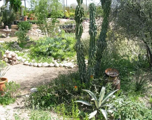 Local landscape installation for beautiful yards across Tucson, AZ - Rillito Nursery & Garden Center