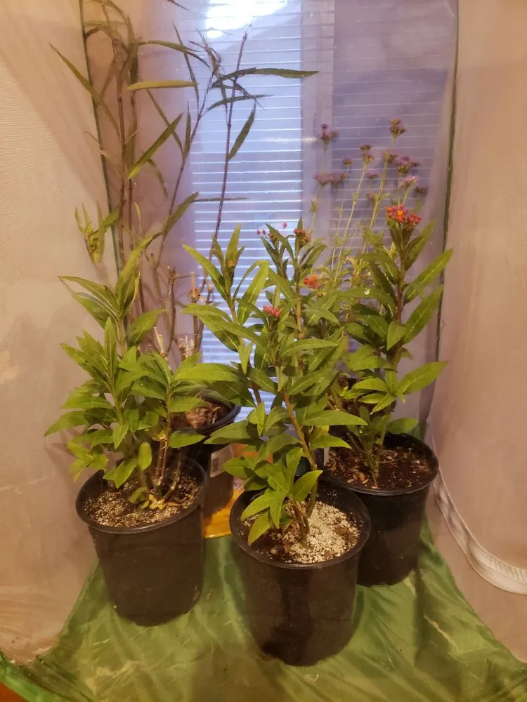 Professional lawn mowing service for beautiful yards across Tucson, AZ - Rillito Nursery & Garden Center