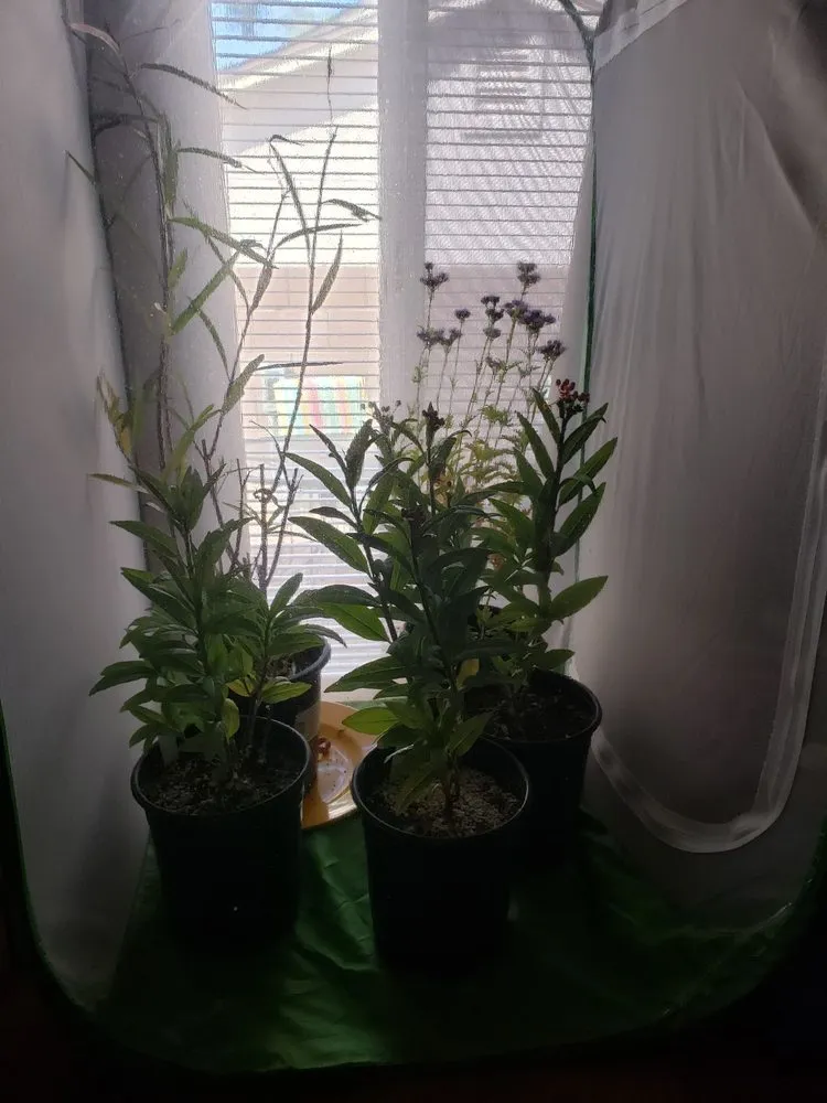 Custom residential landscaping in Tucson, AZ by Rillito Nursery & Garden Center