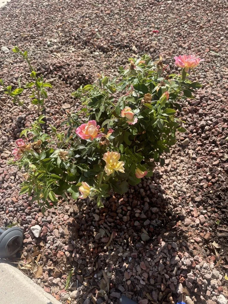 Top-rated landscape design for homes in Tucson, AZ by Rillito Nursery & Garden Center