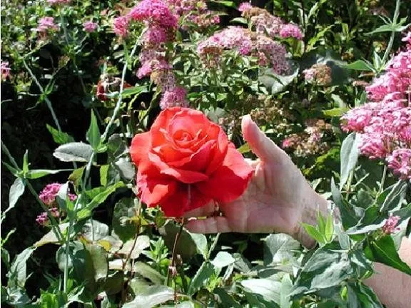 Professional lawn care service near you across Tucson, AZ - Rillito Nursery & Garden Center