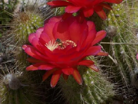 Top-rated landscaping services in Tucson, AZ by Rillito Nursery & Garden Center