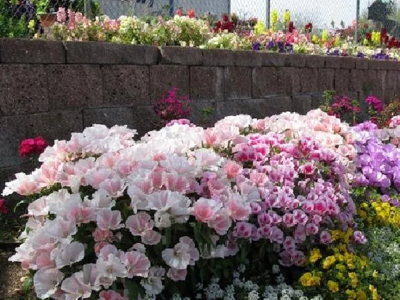 Reliable lawn mowing service in Tucson, AZ - Rillito Nursery & Garden Center