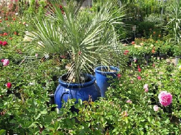 Reliable residential landscaping experts serving Tucson, AZ - Rillito Nursery & Garden Center