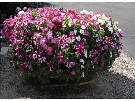 Reliable landscape design experts serving Tucson, AZ - Rillito Nursery & Garden Center