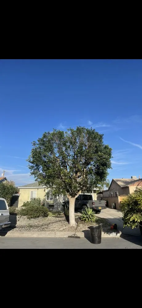 Professional yard maintenance for year-round maintenance in Los Angeles, CA by Rimpau Landscaping and Maintenance