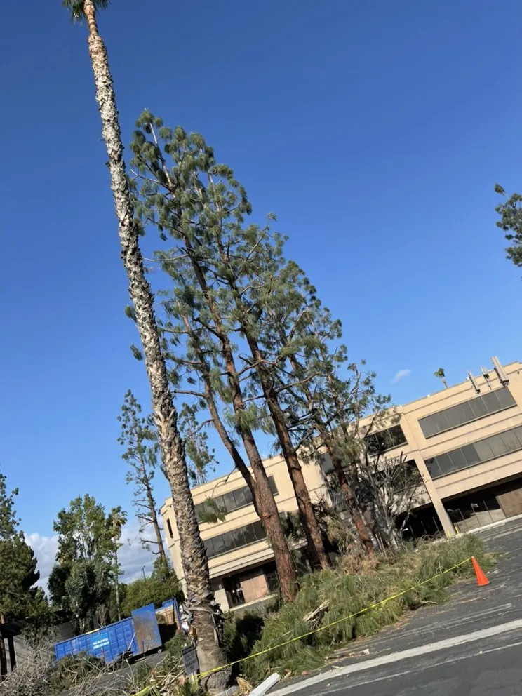 Professional yard maintenance in Los Angeles, CA - Rimpau Landscaping and Maintenance