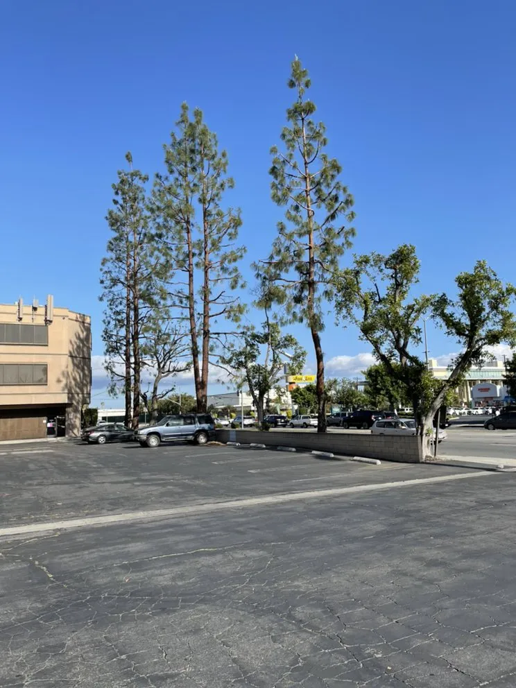 Custom landscape design in Los Angeles, CA by Rimpau Landscaping and Maintenance