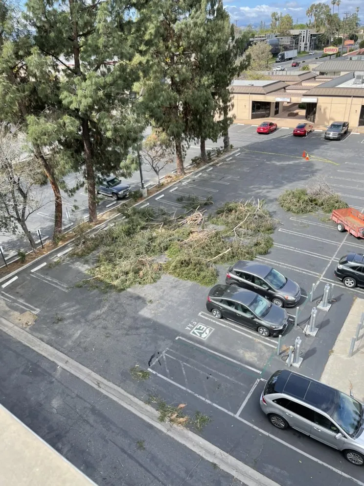 Professional landscape design experts serving Los Angeles, CA - Rimpau Landscaping and Maintenance