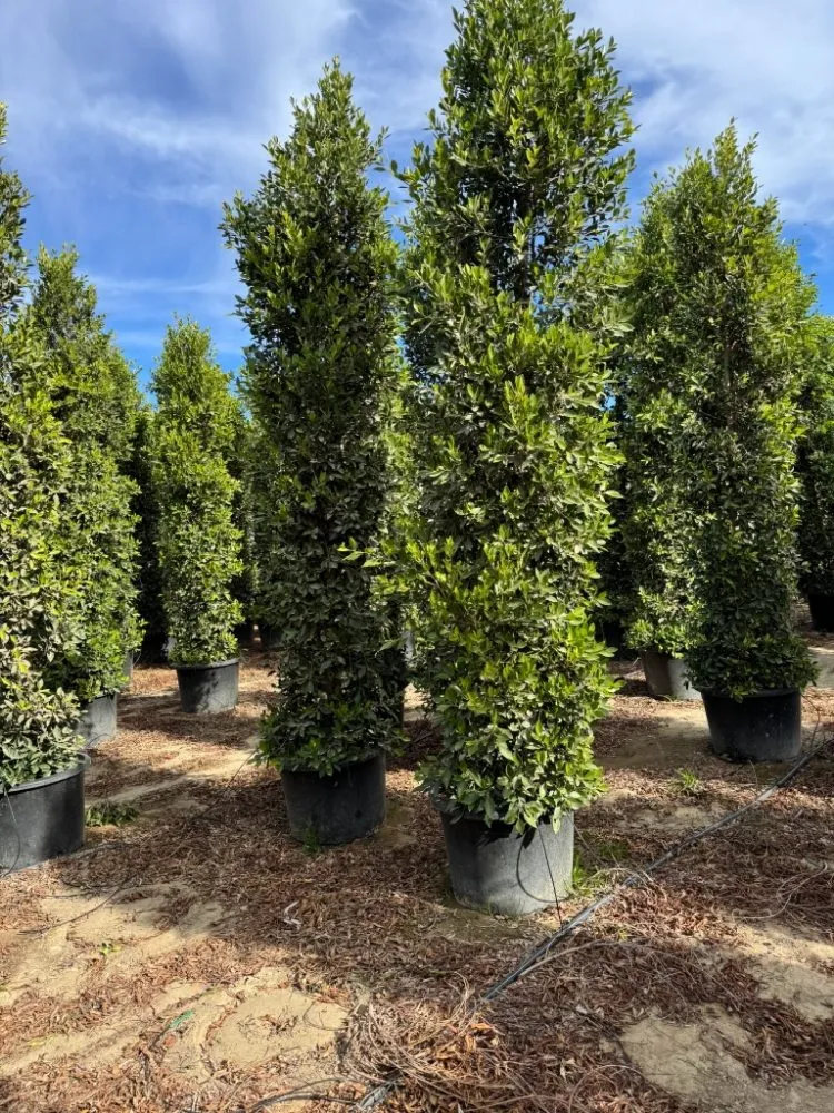 Custom yard cleanup service for homes across Oxnard, CA - Rincon Maintenance And Landscape Service