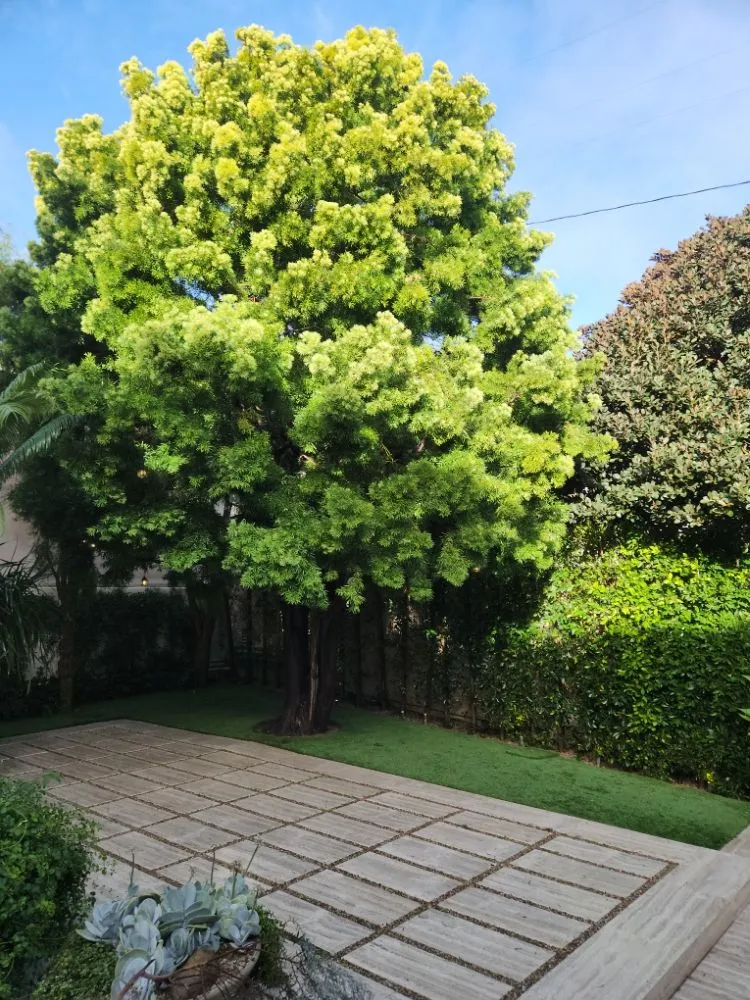 Expert landscape installation for year-round maintenance across Oxnard, CA - Rincon Maintenance And Landscape Service