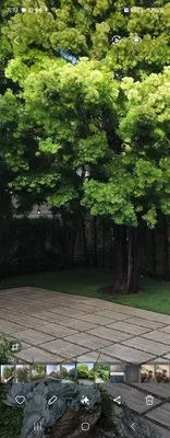 Rincon Maintenance And Landscape Service Logo