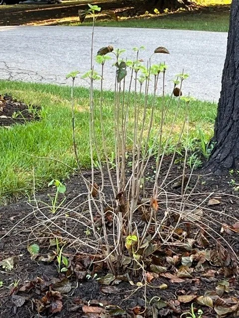 Affordable yard maintenance in Crystal Lake, IL by Ringers Landscape Services