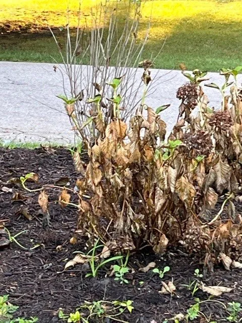 Custom yard maintenance for homes across Crystal Lake, IL - Ringers Landscape Services