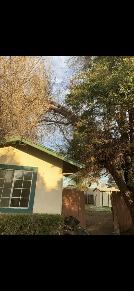 Reliable lawn mowing service experts serving Brentwood, CA - Ringo Tree Service & Dump Runs