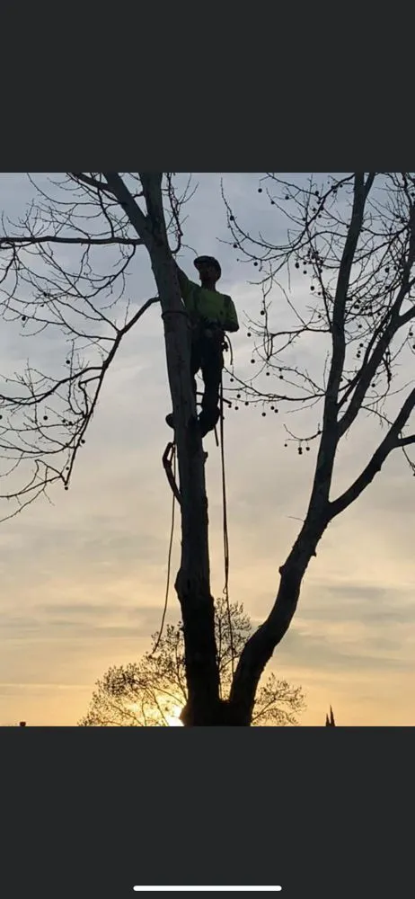 Affordable landscape installation experts serving Brentwood, CA - Ringo Tree Service & Dump Runs