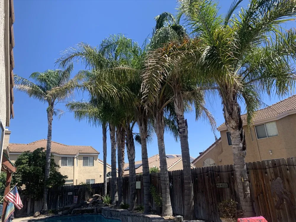 Reliable lawn mowing service experts serving Brentwood, CA - Ringo Tree Service & Dump Runs