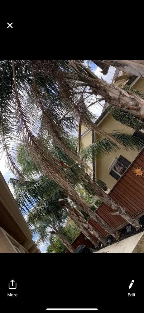 Expert lawn care service experts serving Brentwood, CA - Ringo Tree Service & Dump Runs