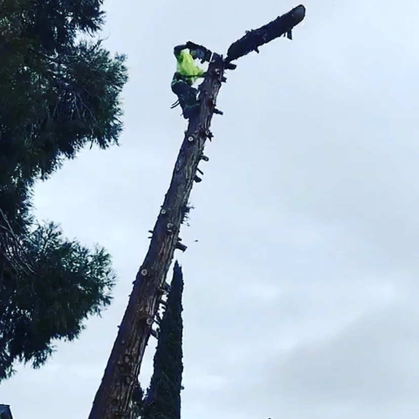 Affordable yard cleanup service for residential properties across Brentwood, CA - Ringo Tree Service & Dump Runs