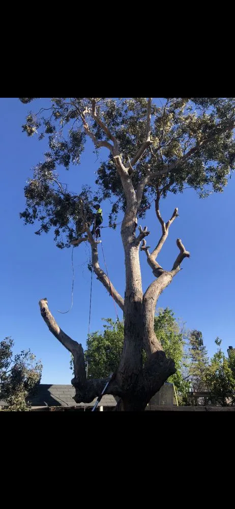 Local lawn mowing service in Brentwood, CA - Ringo Tree Service & Dump Runs