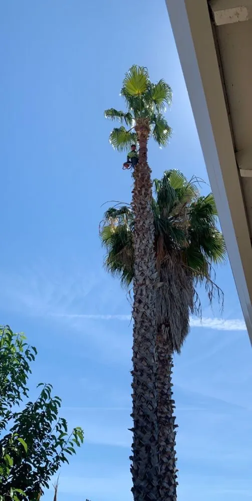 Professional landscaping services in Brentwood, CA - Ringo Tree Service & Dump Runs