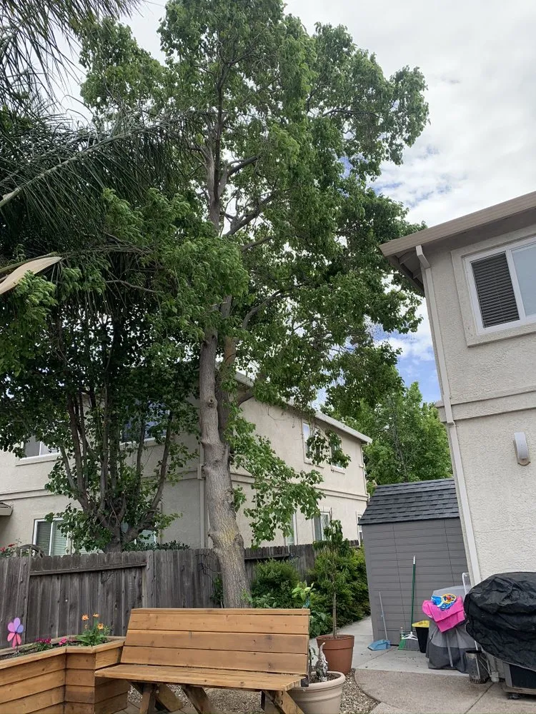 Local garden landscaping in Brentwood, CA - Ringo Tree Service & Dump Runs