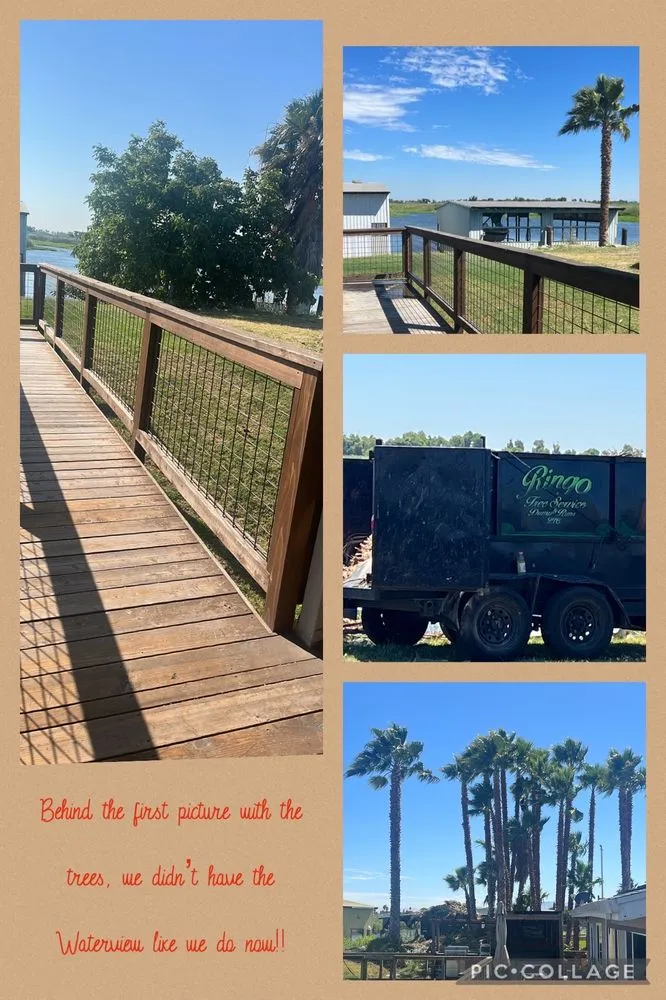 Custom lawn care service in Brentwood, CA by Ringo Tree Service & Dump Runs