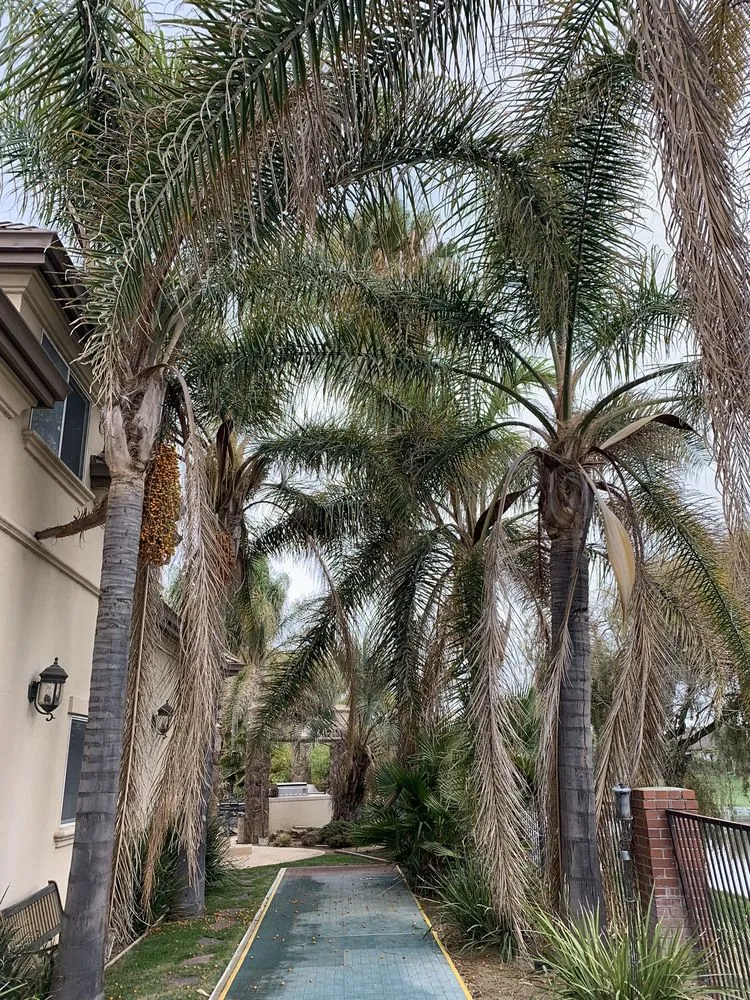 Professional lawn care service in Brentwood, CA - Ringo Tree Service & Dump Runs