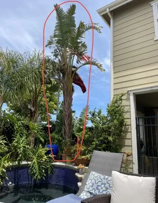 Ringo Tree Service & Dump Runs Logo