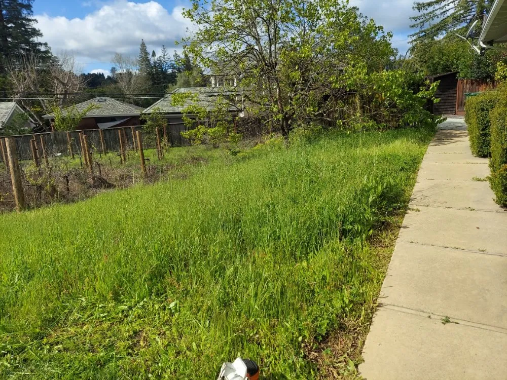 Affordable lawn mowing service in San Mateo, CA - Rio Verde Gardening E Maintenance